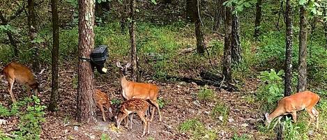Metsämaisema, jossa näkyy peuroja laiduntamassa ja ruokintapaikka.