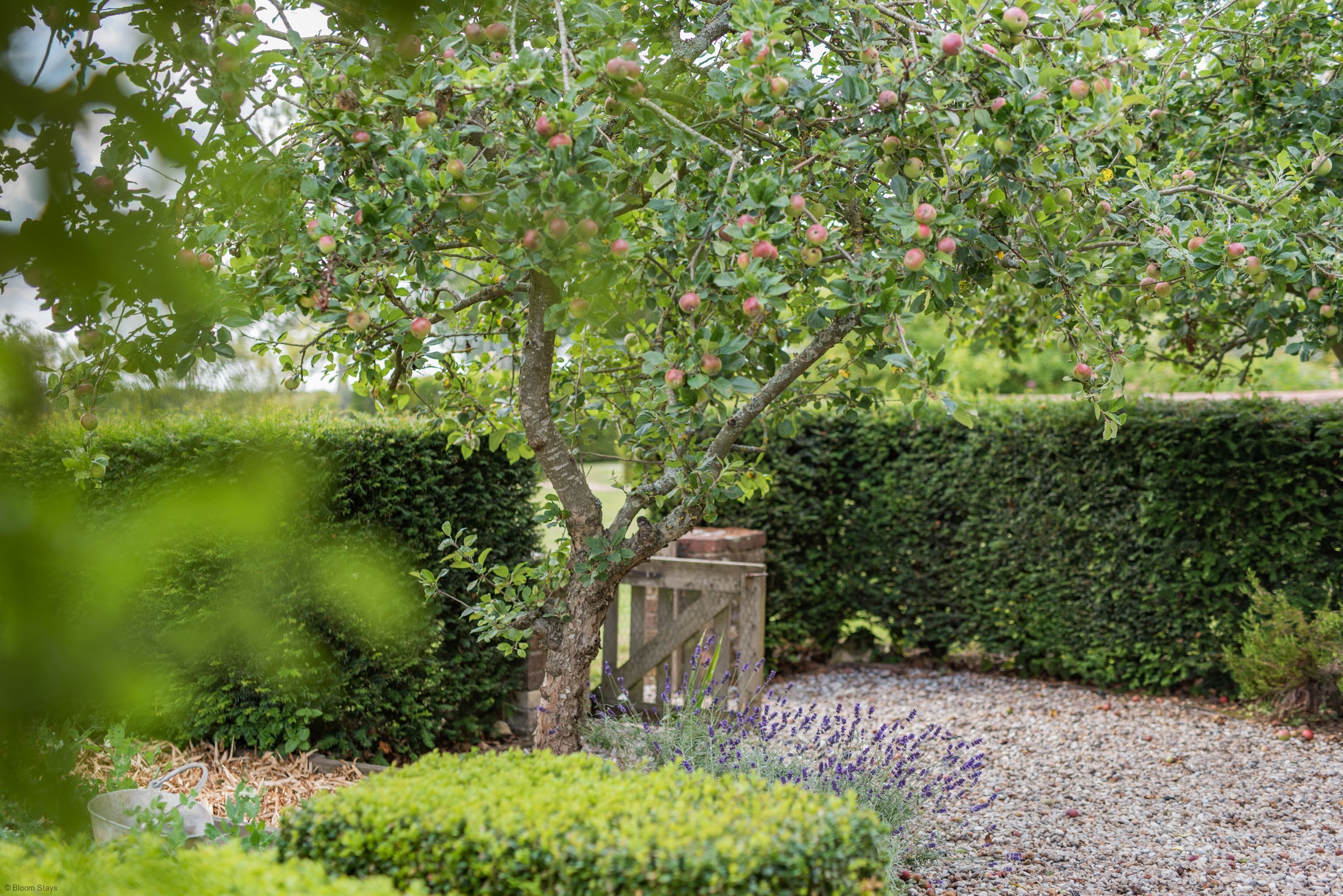 Un jardin avec un arbre fruitier, un chemin de gravier et des haies soigneusement taillées.