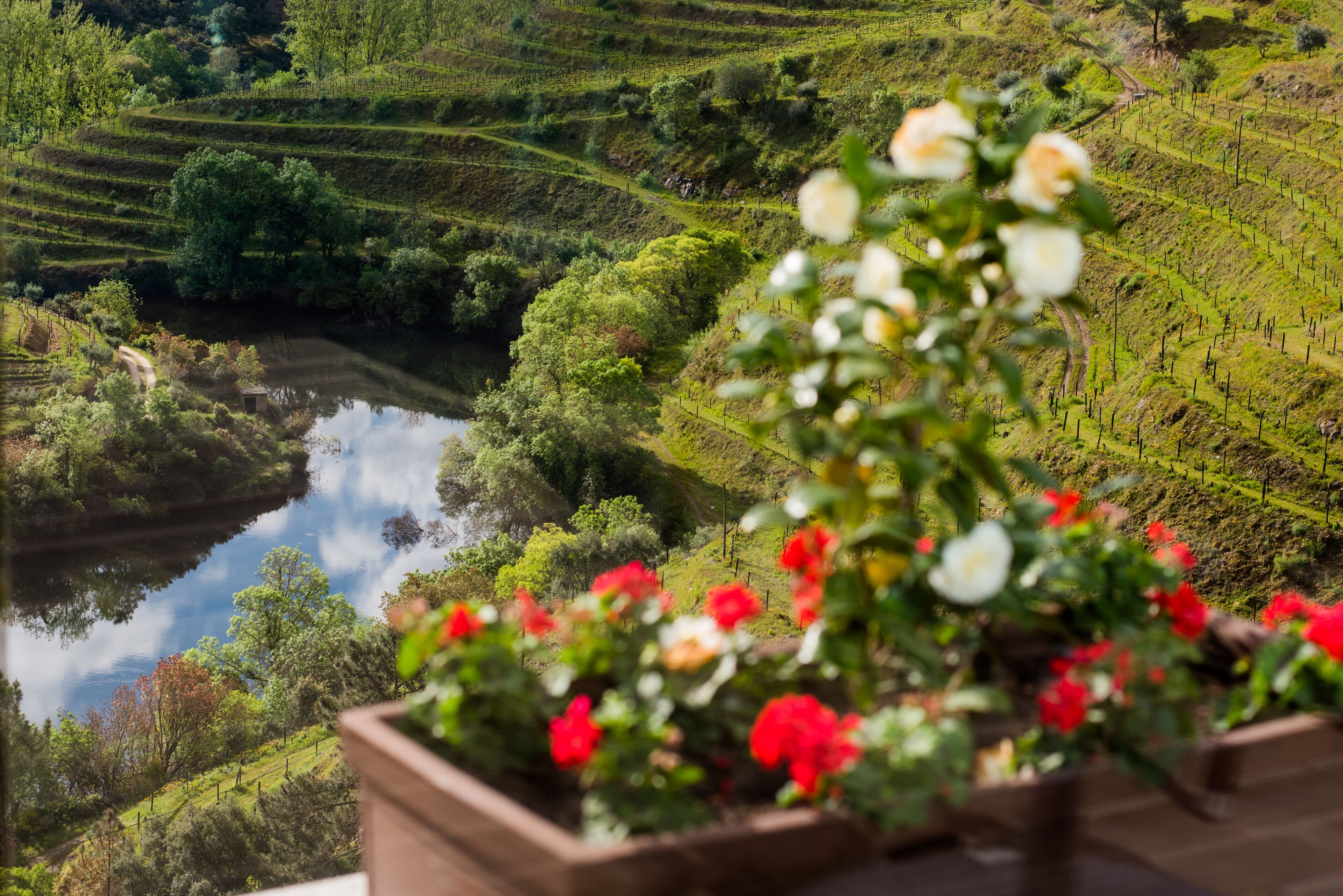 Foto - Vila Gale Douro Vineyards