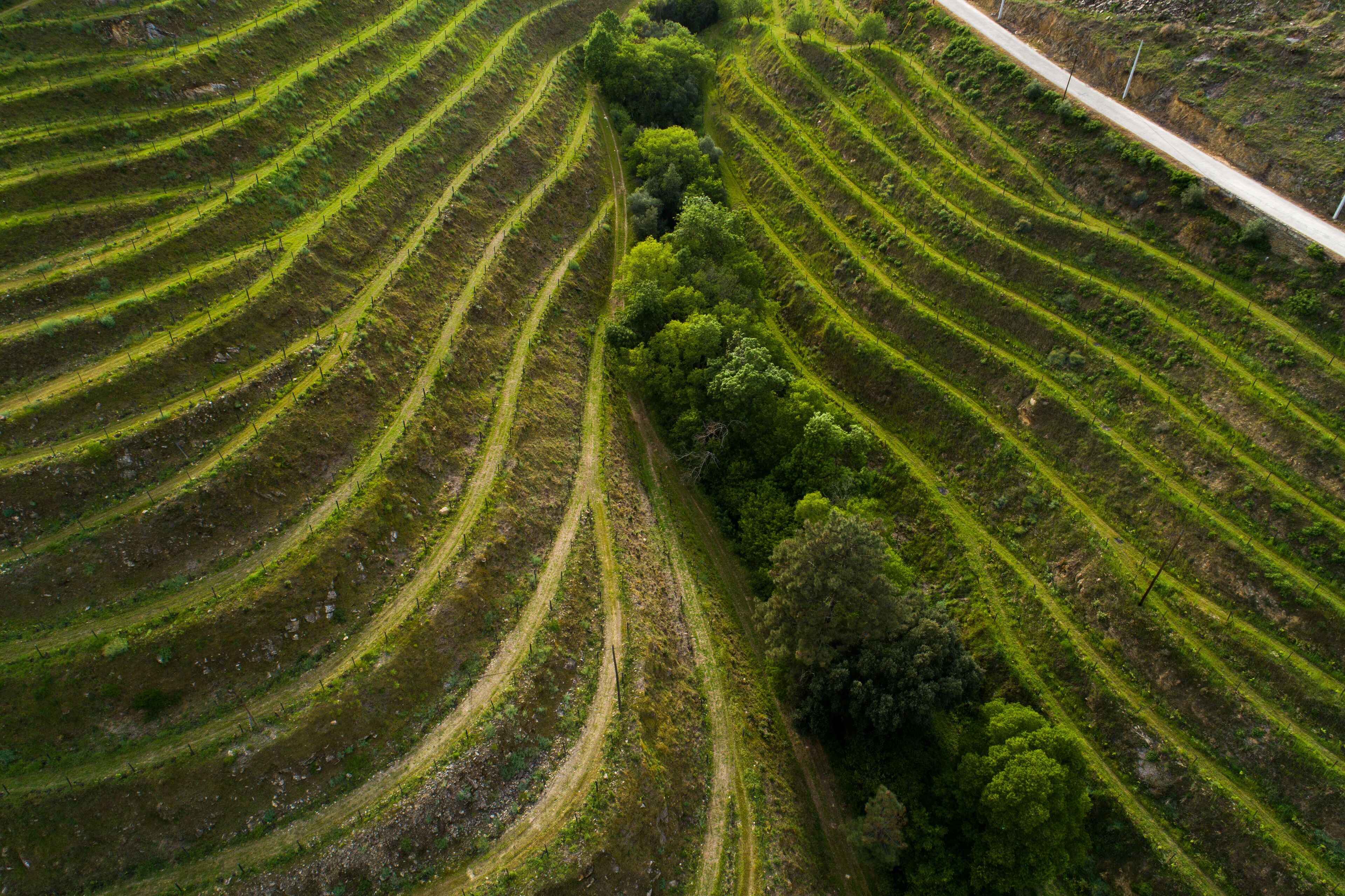A terraced agricultural field with rows of crops and a road running alongside.