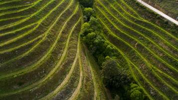 A terraced agricultural field with rows of crops and a road running alongside.