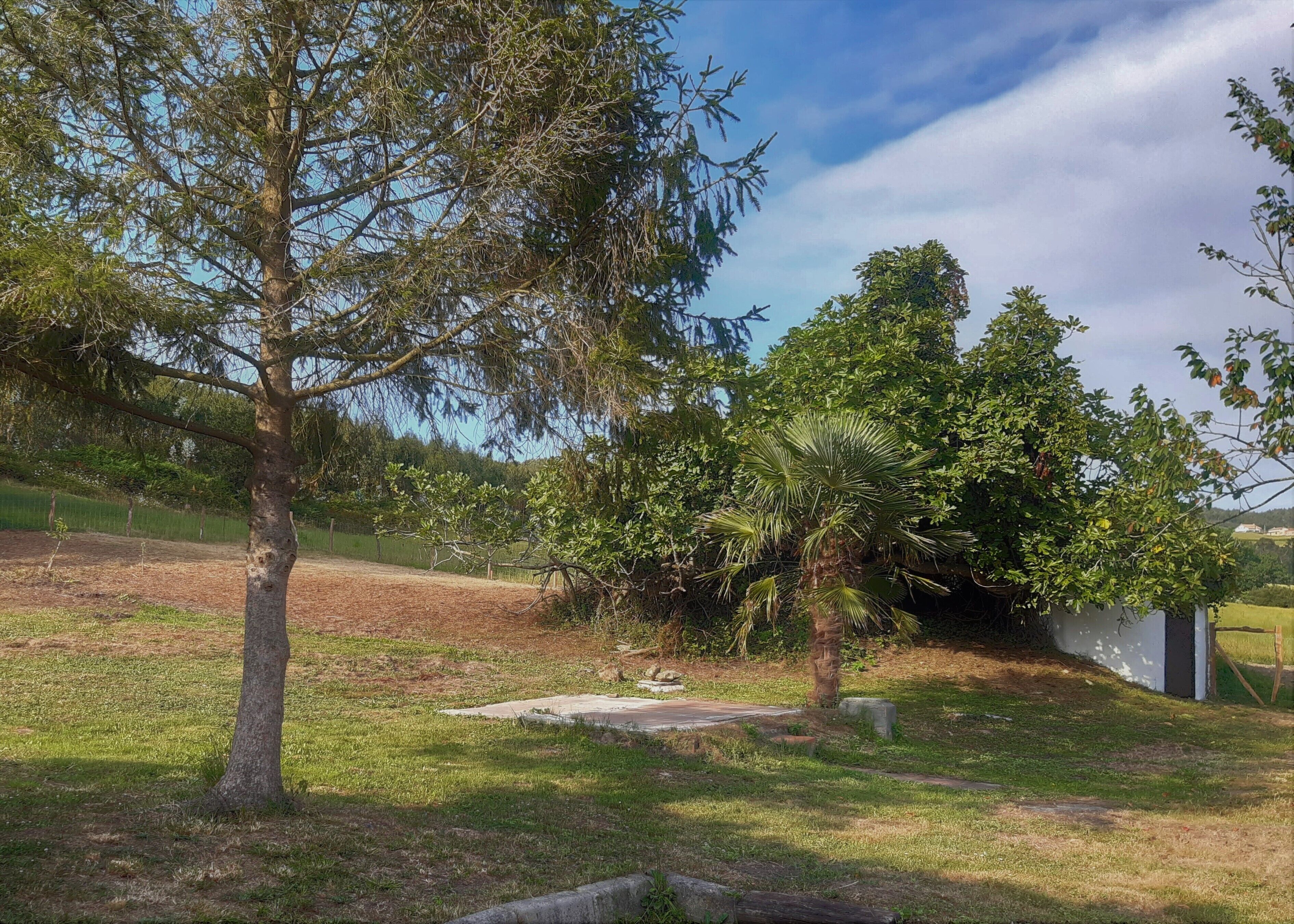 Une zone herbeuse avec des arbres et un chemin en béton.