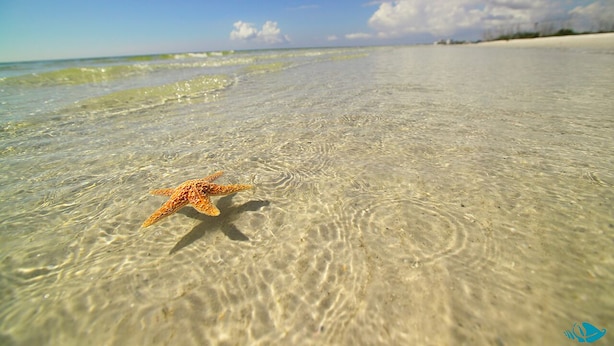 Una estrella de mar sobre una playa arenosa y despejada, con olas suaves y cielo claro.