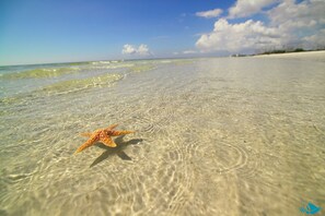Una estrella de mar sobre una playa arenosa y despejada, con olas suaves y cielo claro.