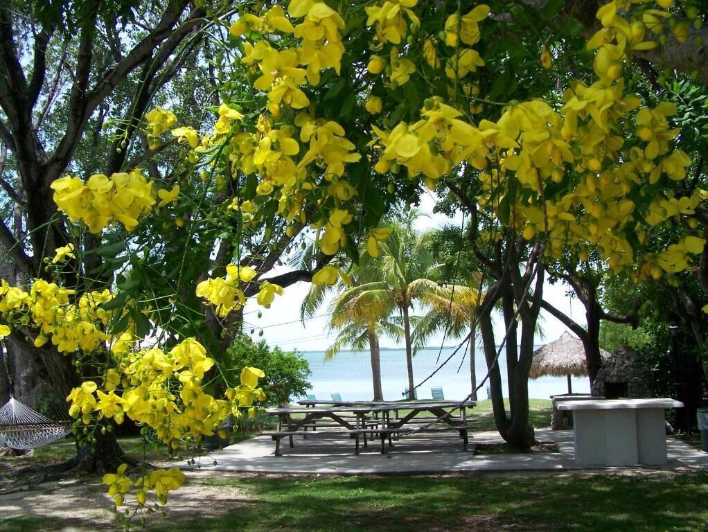 Un parco con tavoli da picnic e alberi in fiore gialli.