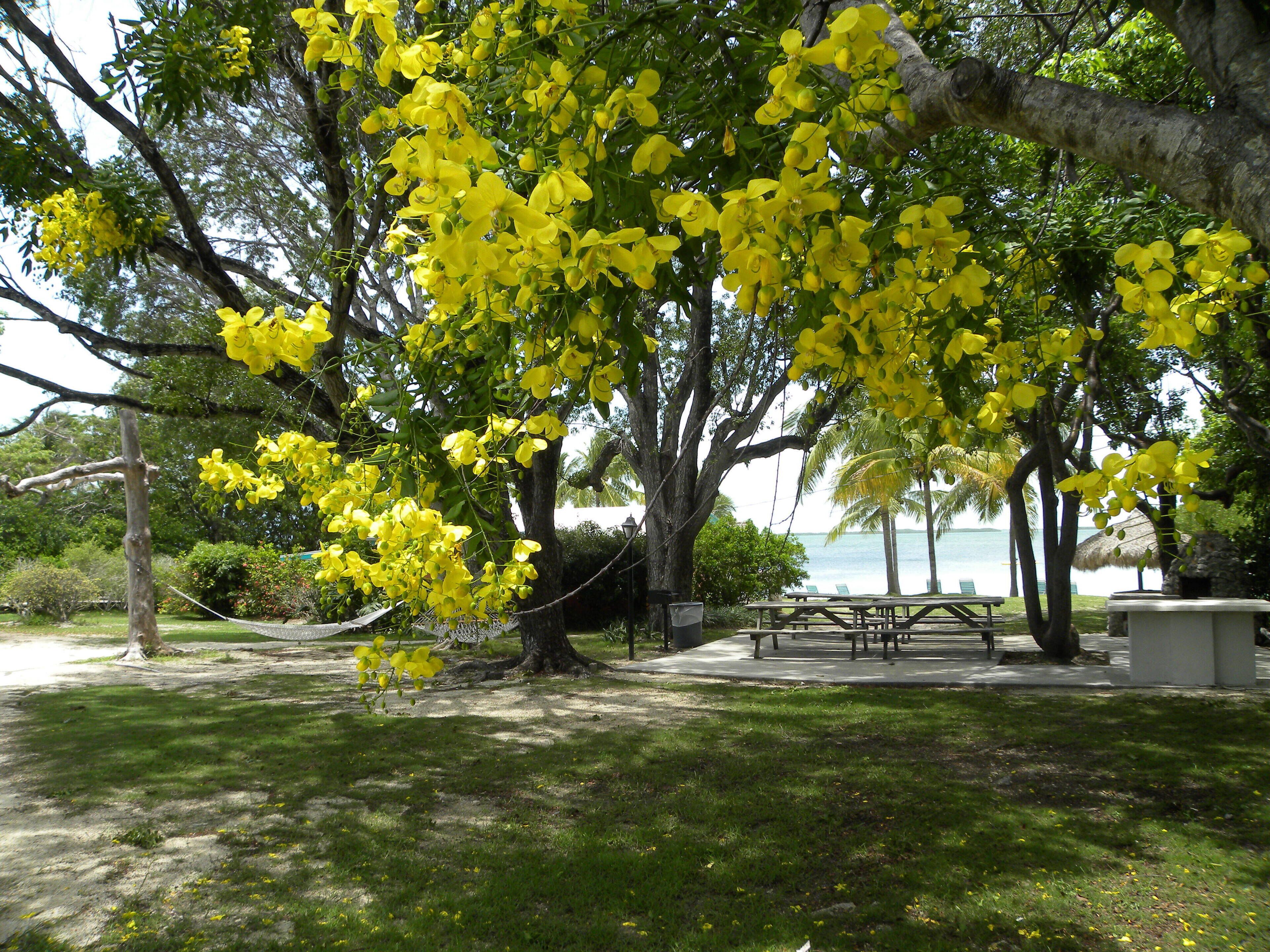 A park with yellow flowering trees, a picnic area, and a view of the ocean.