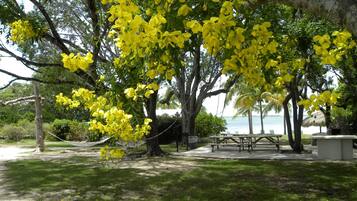 Un parc avec des arbres aux fleurs jaunes, un espace pique-nique et une vue sur l’océan.
