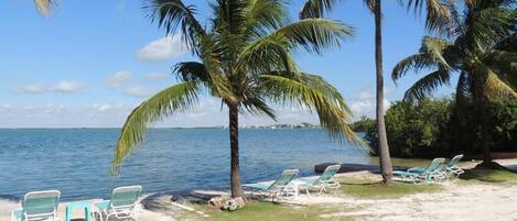 A beach with palm trees, lounge chairs, and a view of the ocean.