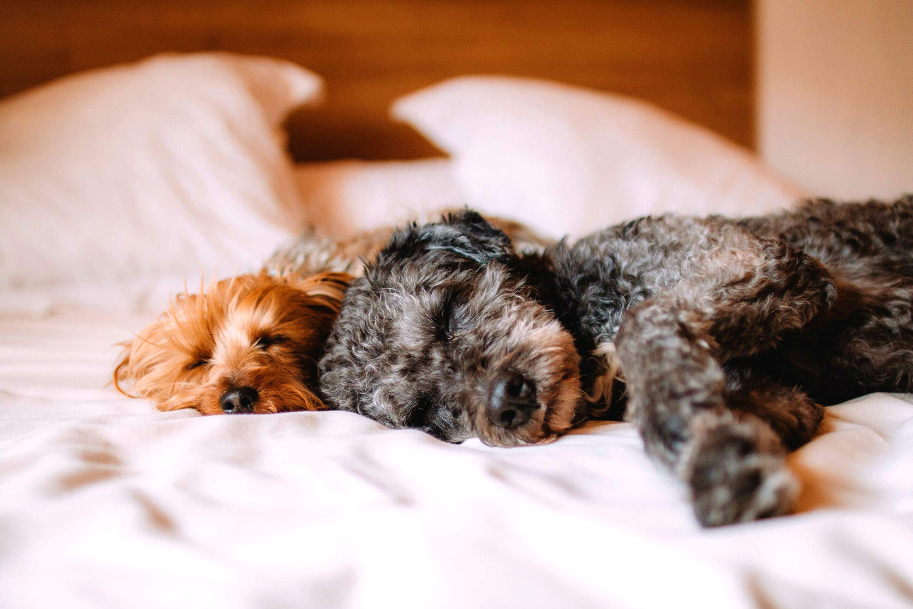 Una cama con dos perros acostados sobre ella.