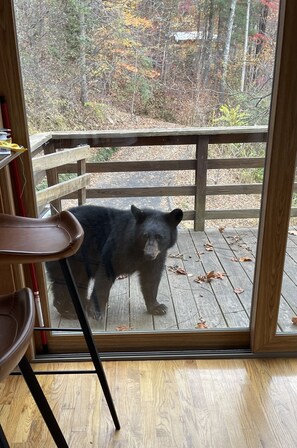 Interior - Serene, secluded cabin 5 miles from the Biltmore and downtown (Asheville)
