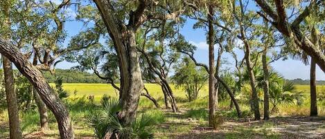 House, Multiple Beds (Marsh Cove) | Property grounds