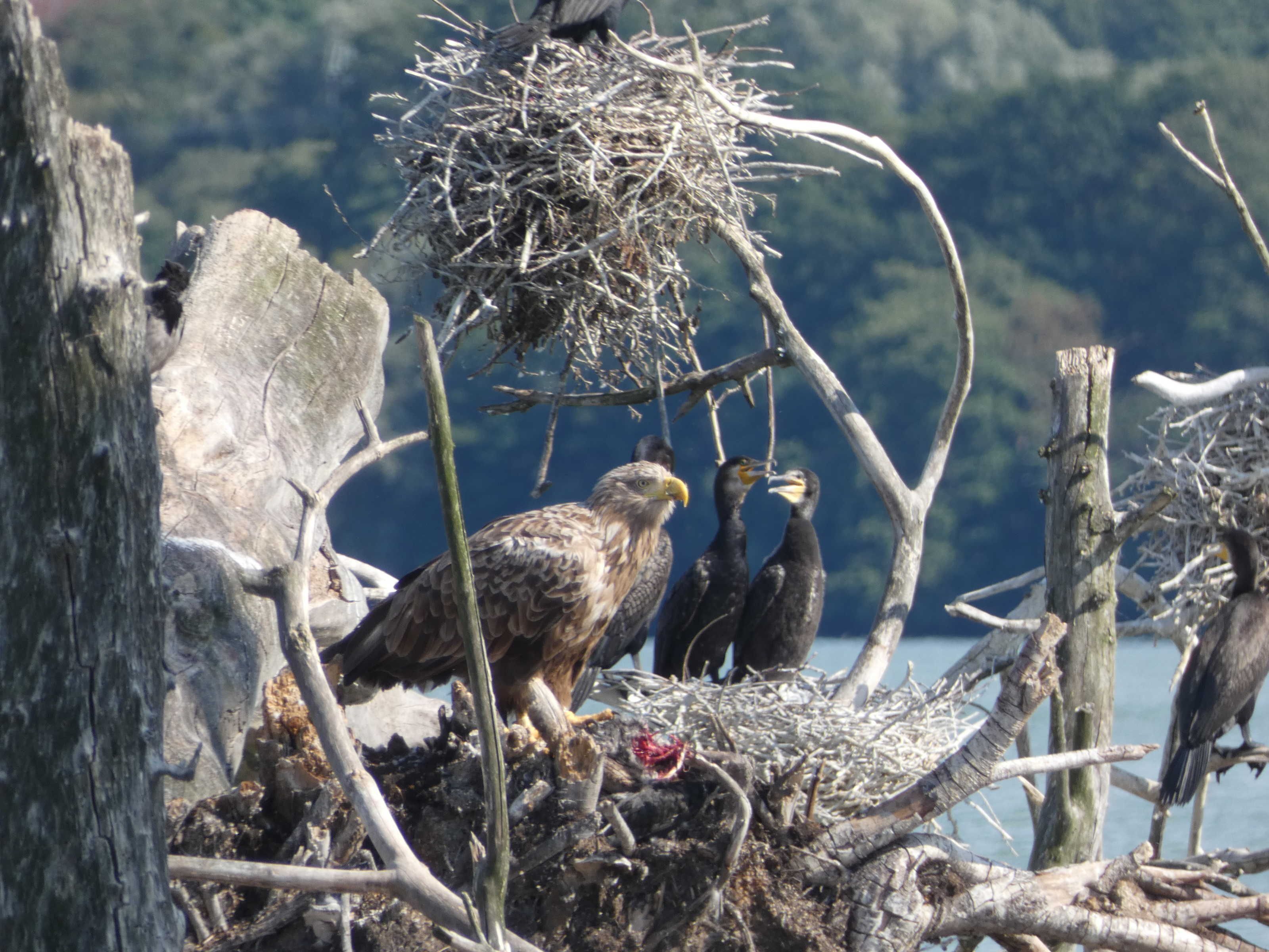 A bird nest with three birds on a tree branch.