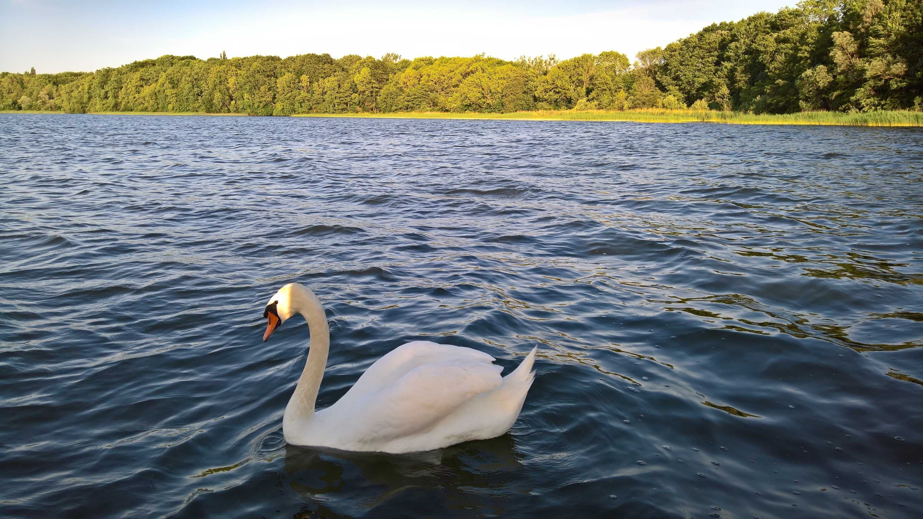 A swan swimming in a calm lake with a forested shoreline in the background.