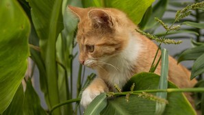 En kat blandt grønne planter.