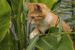 Aceita animais de estimação