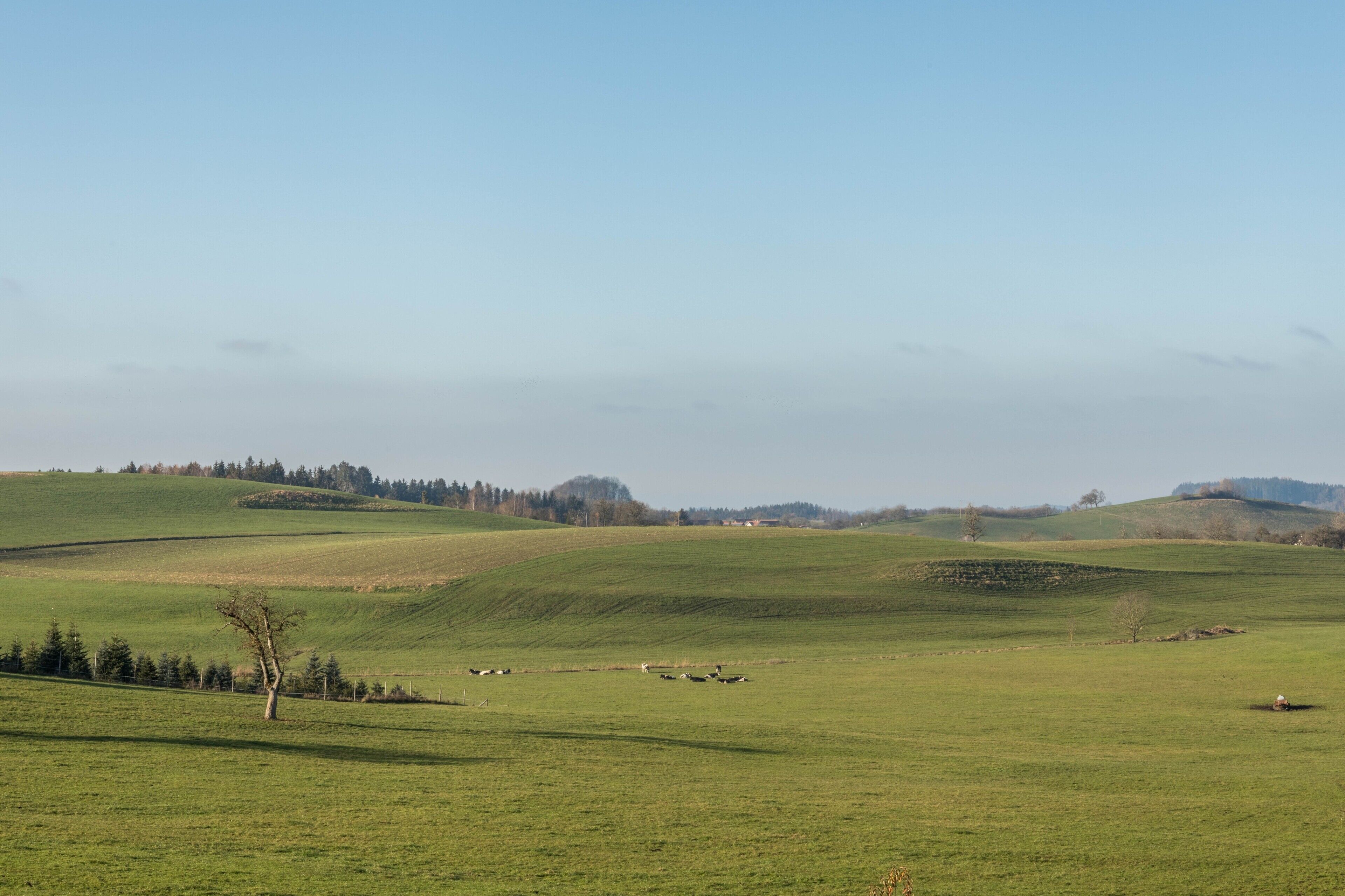 Een landelijk landschap met glooiende heuvels, een enkele boom en een paar koeien die grazen.