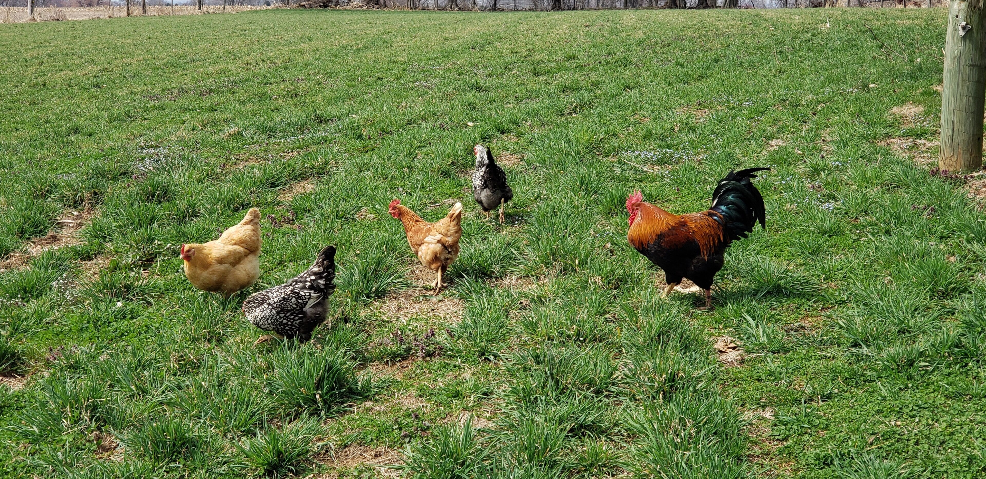 A grassy field with several chickens.