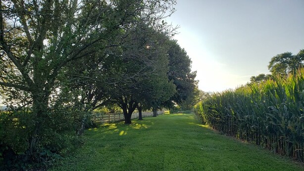 Un sentier bordé d’arbres, avec un champ de maïs de chaque côté.