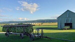 Une scène de ferme en milieu rural, avec une remorque chargée de légumes verts, une grange et des champs en arrière-plan.