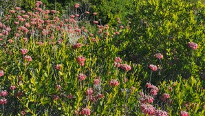 A house with a porch, surrounded by lush greenery and flowering plants. - The Outlook - Quiet and Tranquil with Lovely Views (Bermagui)