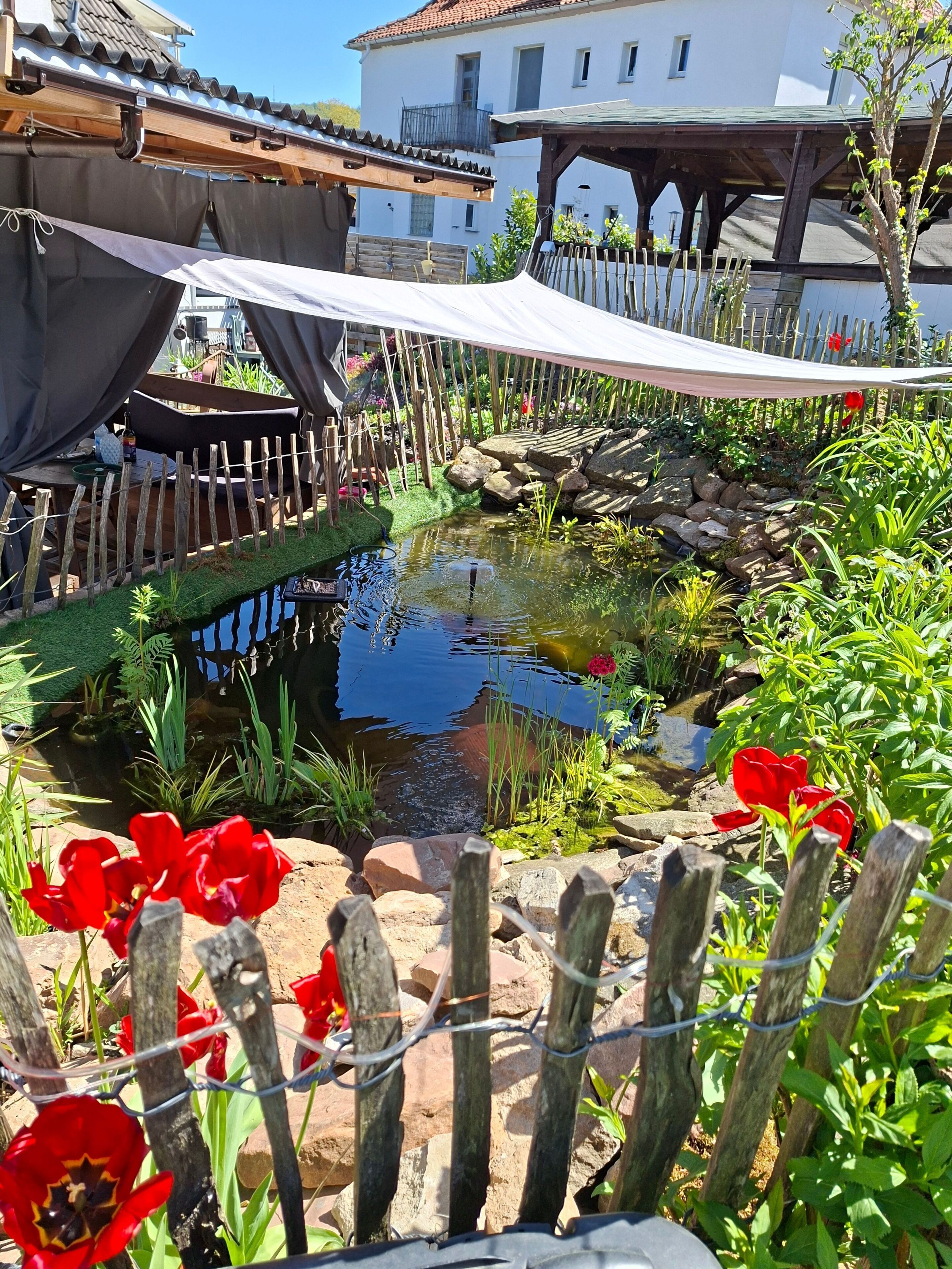 Ein Garten mit Teich, Holzzaun und roten Blumen.
