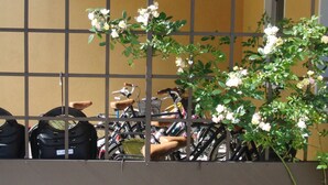 A row of bicycles parked against a yellow wall with a metal grid. - "Particolari del Brenta" - Elisa accommodation - Comfortable house with garden in Venice (Mira)