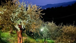 Un jardin nocturne avec des arbres illuminés et une vue dégagée sur le paysage environnant.