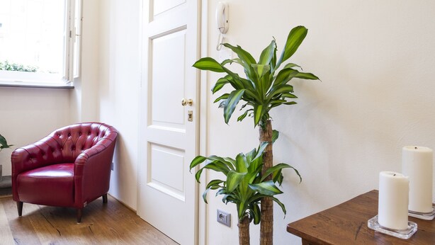 Una habitación con un sillón de cuero rojo, un aparador de madera con velas y una planta en maceta con dos árboles.