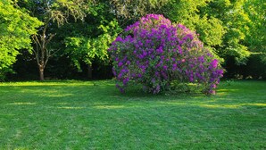 A lush garden with a prominent flowering shrub in the center. - Charming traditional Norman House near Honfleur & Deauville  (Cormeilles)