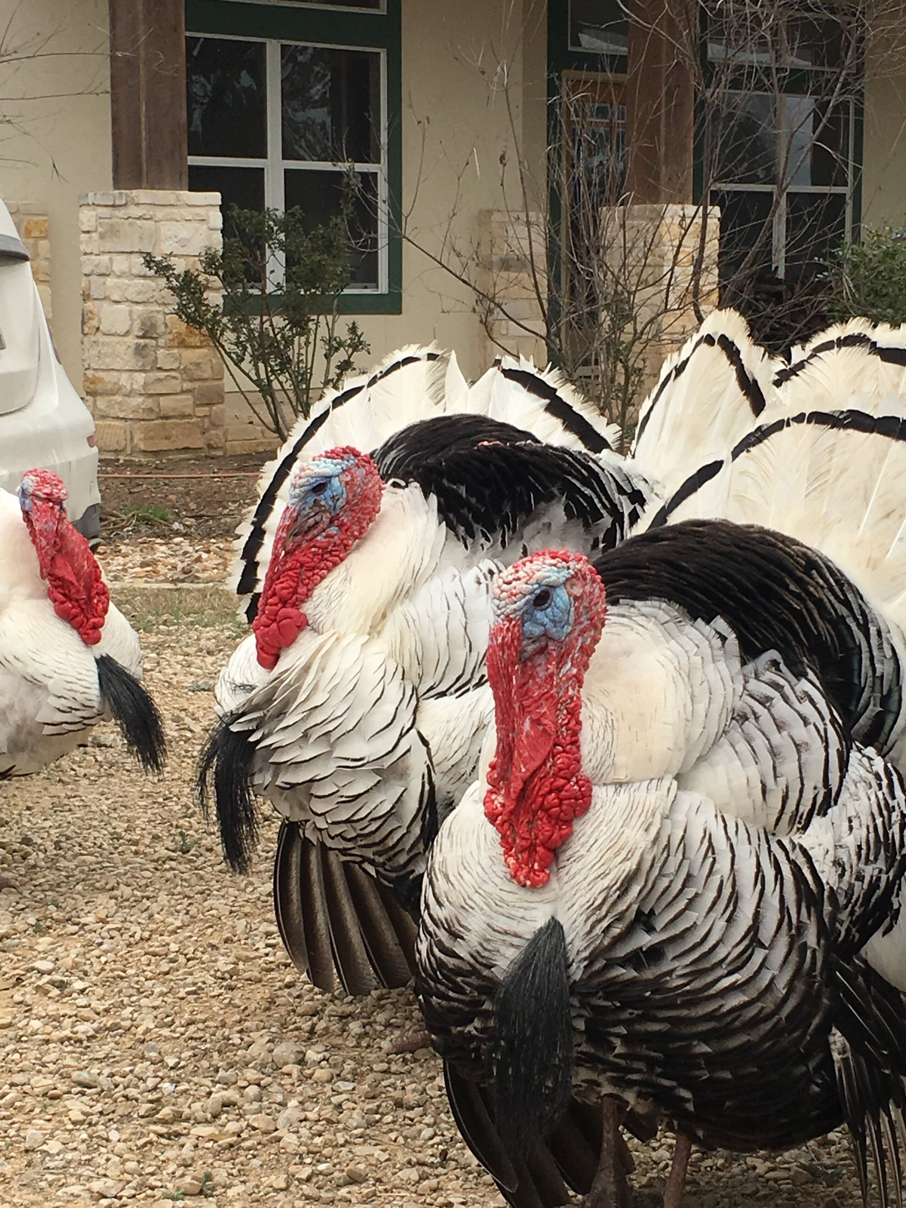 A group of turkeys with red wattles and black tail feathers standing on gravel.