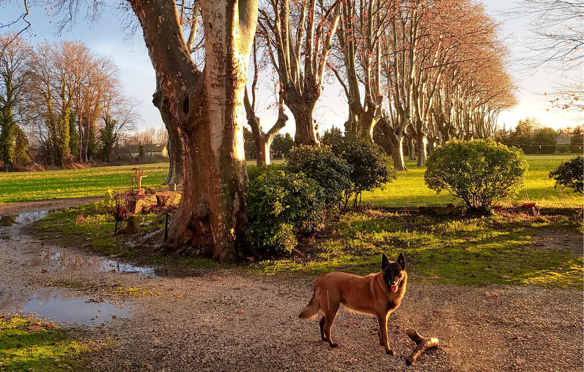 Een hond staat op een grindpad in een park met bomen en een grasveld op de achtergrond.
