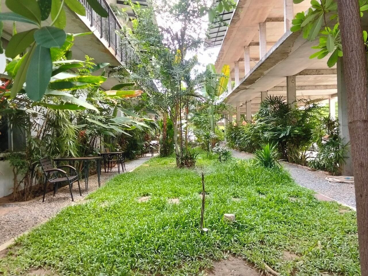 Un jardí interior amb un camí central, envoltat de diverses plantes i arbres.