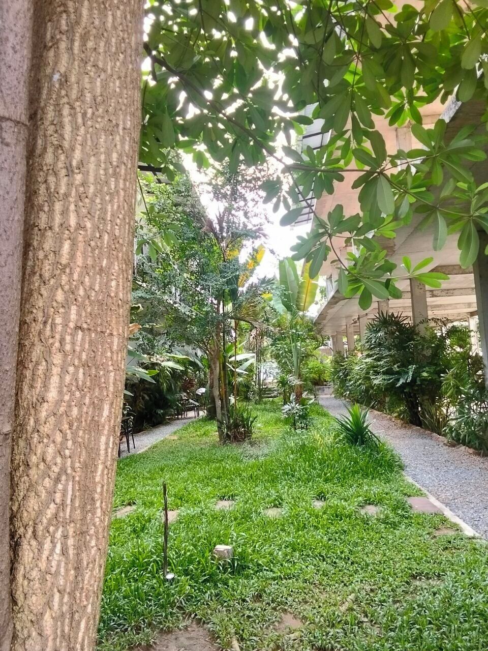 Ein Gartenweg mit verschiedenen Pflanzen und Bäumen, ein Kiesweg und eine Gebäudestruktur im Hintergrund.