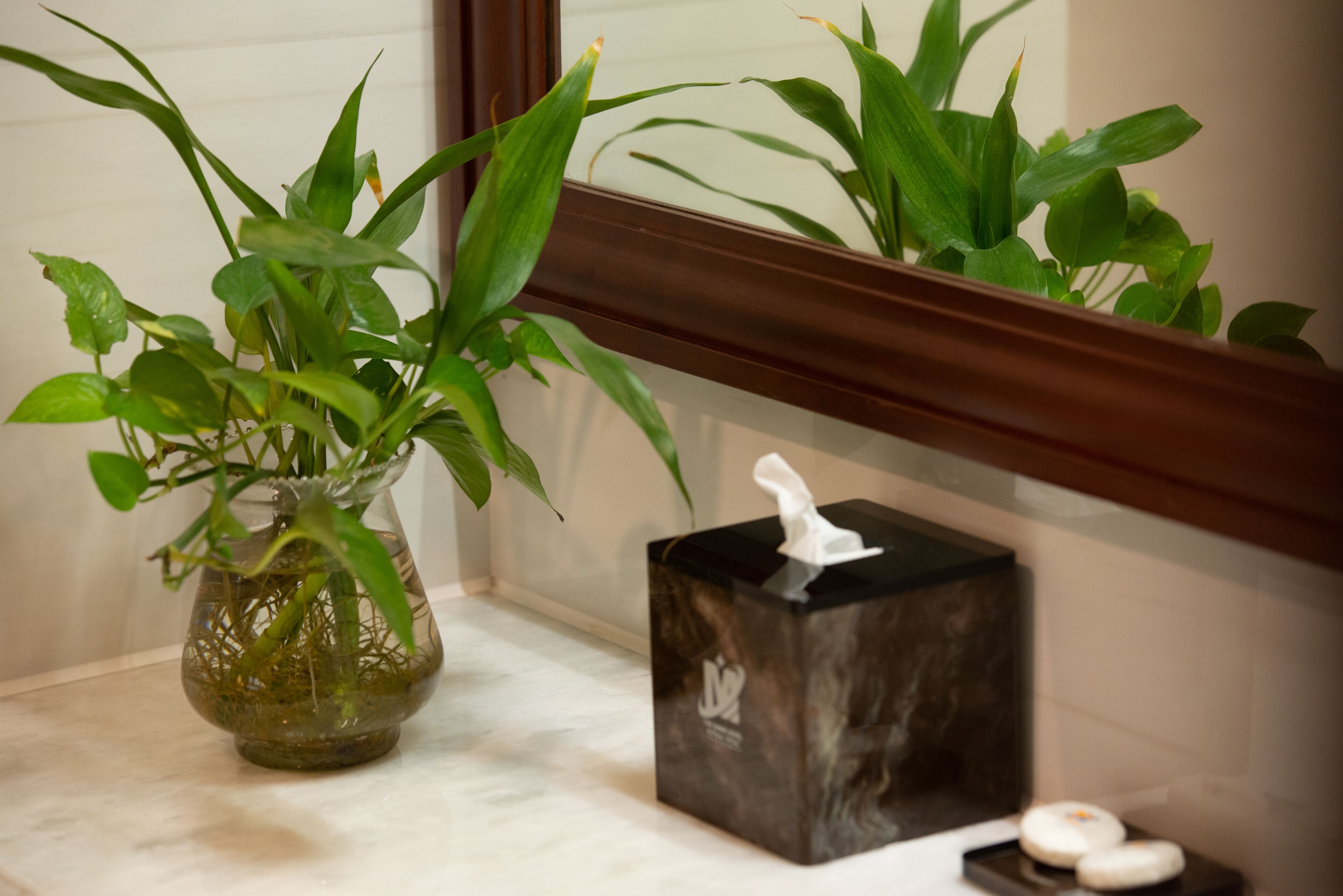 Une salle de bain avec un miroir, un vase contenant des plantes vertes, une boîte de mouchoirs et un porte-savon.
