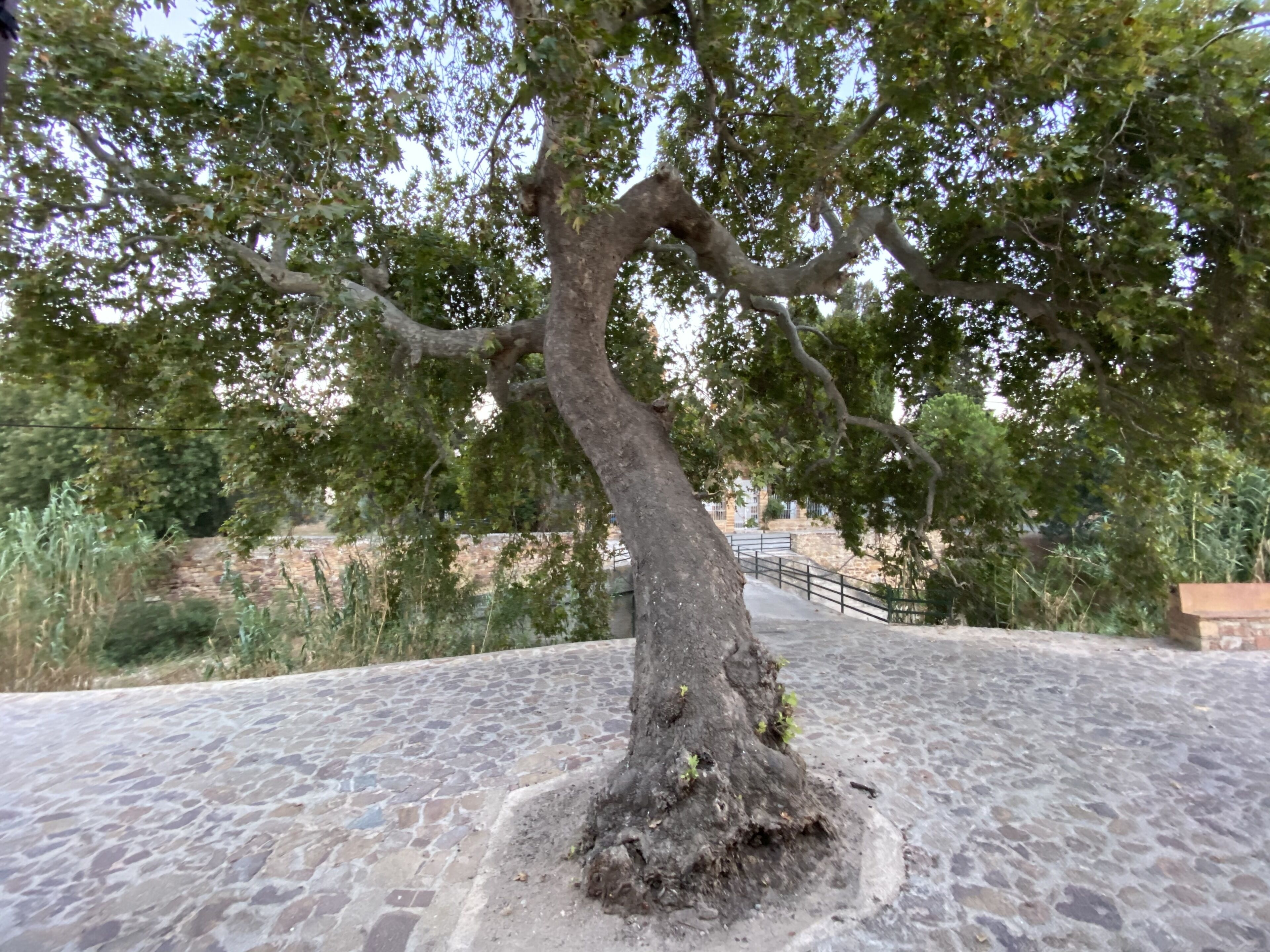 A tree with a thick trunk and sprawling branches on a cobblestone path.