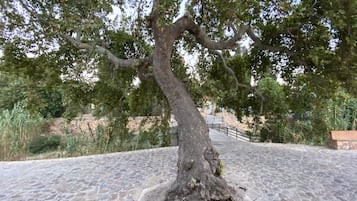 A tree with a thick trunk and sprawling branches on a cobblestone path.
