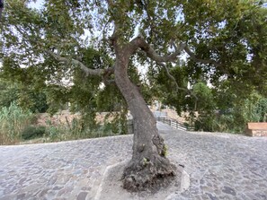 A tree with a thick trunk and sprawling branches on a cobblestone path.