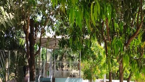 A covered outdoor area with a staircase leading up to a light blue wall, surrounded by trees and a fence. - Campistaan Badlapur (Ambernath)