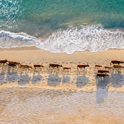 Private beach, white sand, sun loungers, beach umbrellas