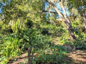 A garden with various plants and trees, a wooden fence, and a clear sky.