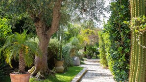Un camí al jardí amb diverses plantes i un cactus.