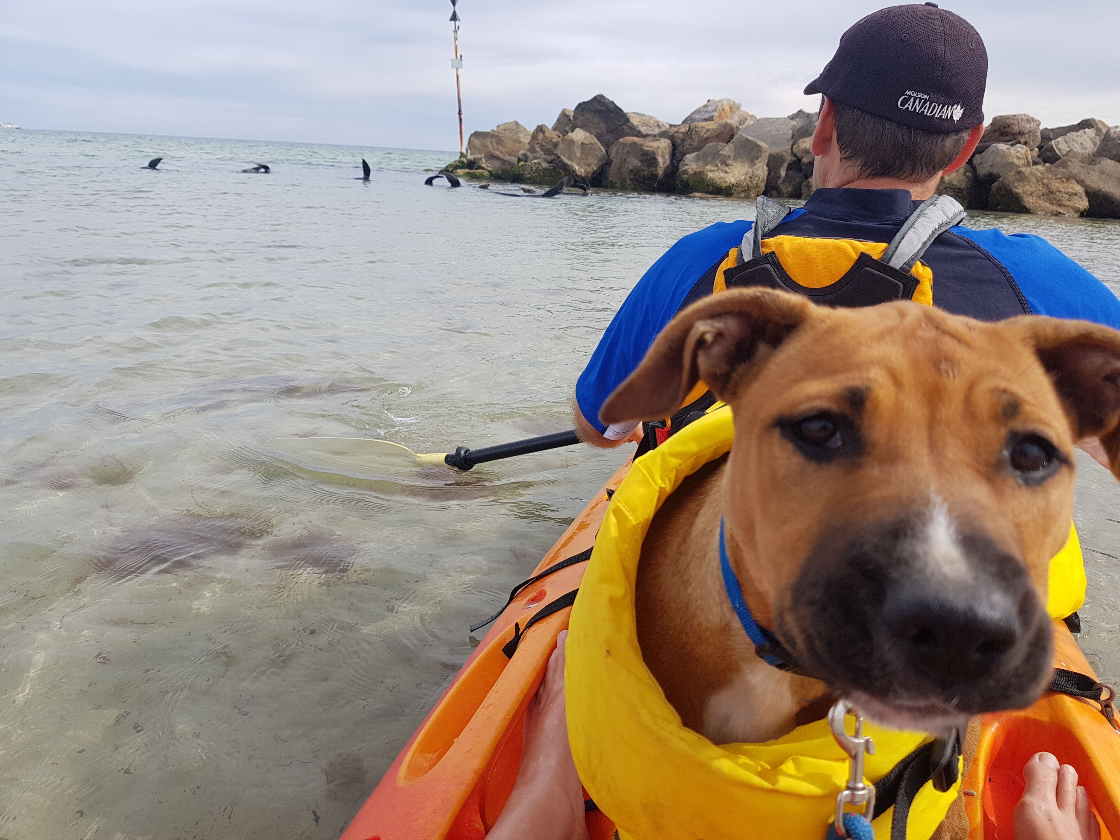 Semaphore Sea Breeze-Family Beach/Pool Holiday. 450m to Beach. 20 min to airport — image 29