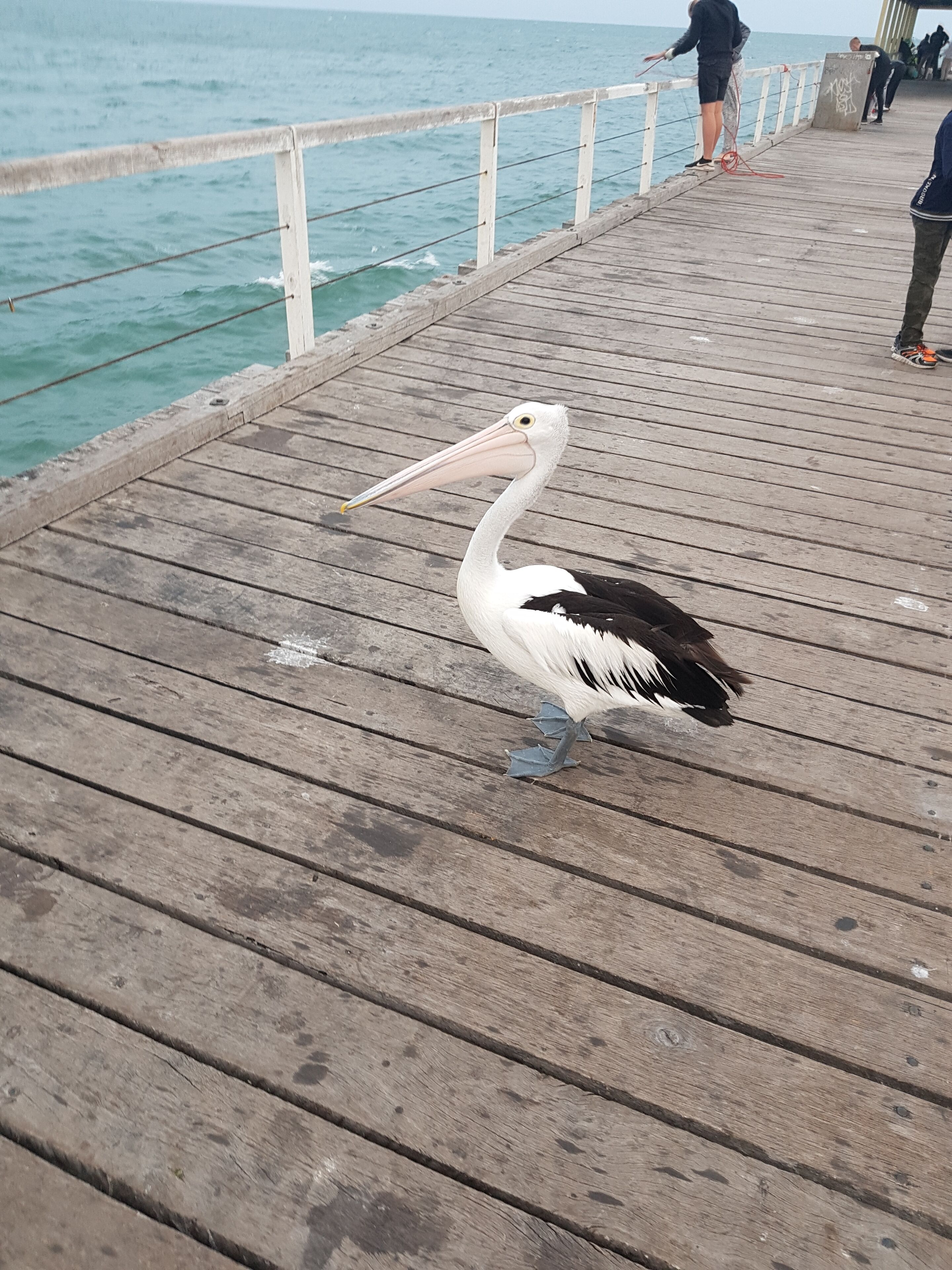 Semaphore Sea Breeze-Family Beach/Pool Holiday. 450m to Beach. 20 min to airport — image 7