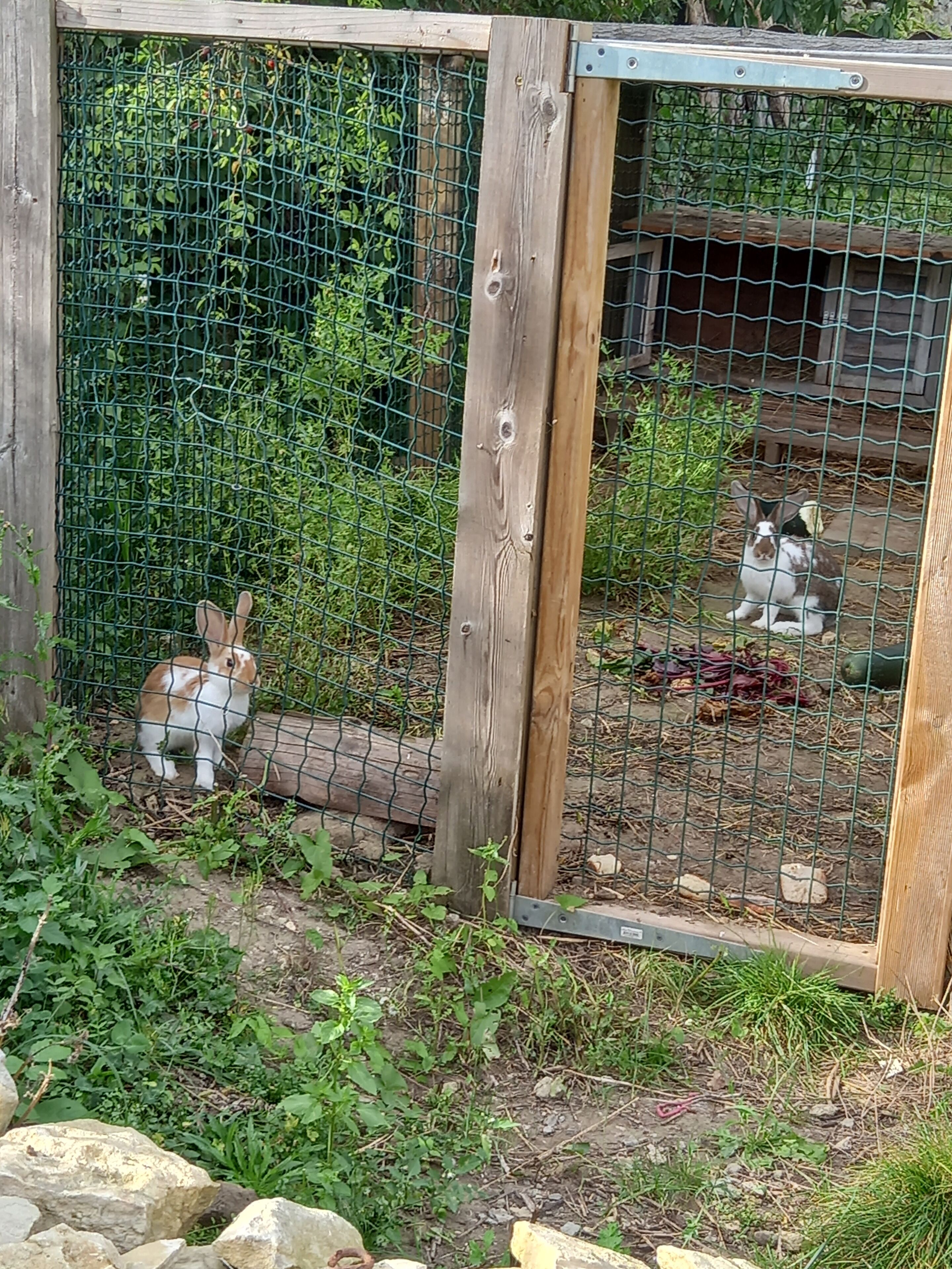A wooden enclosure with a wire mesh fence, containing two rabbits.