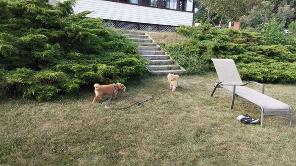 Une zone herbeuse avec un banc en métal et une laisse pour chien, un escalier et des buissons verts et touffus.