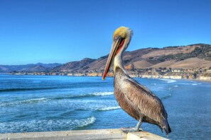 Ein Pelikan steht auf einer hölzernen Konstruktion am Meer, mit Hügeln im Hintergrund.