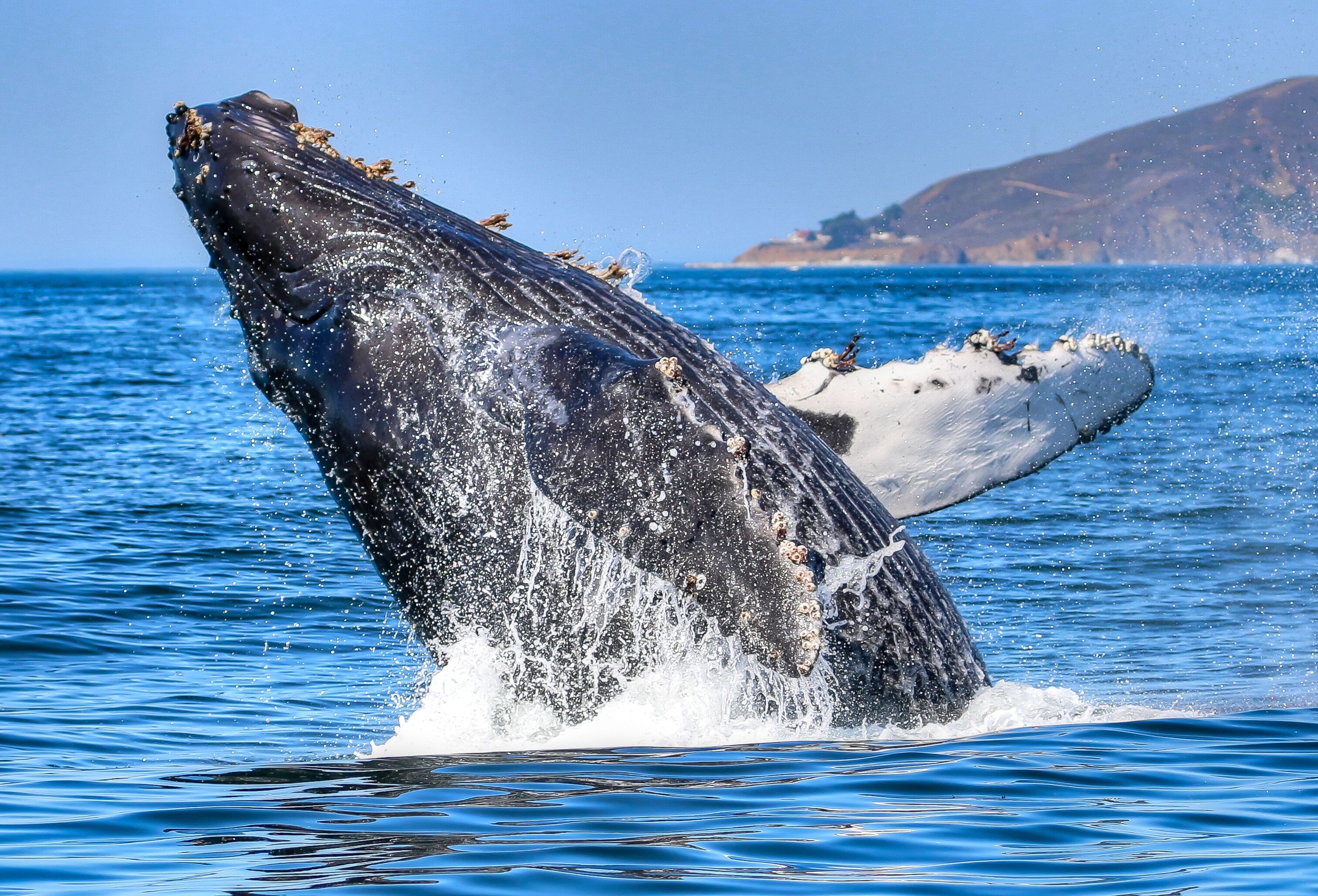 Une baleine qui saute hors de l’eau, projetant des éclaboussures tout autour d’elle.