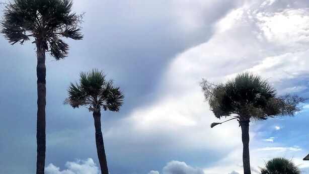 A wooden deck with benches overlooking a stormy sea, palm trees, and a cloudy sky. - Oceanview, steps from Beach, Pool, Golf course & Restaurant, newly remodeled.  (Saint Helena Island)
