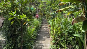 Un estrecho sendero en un jardín, rodeado de abundante vegetación y diversas plantas.