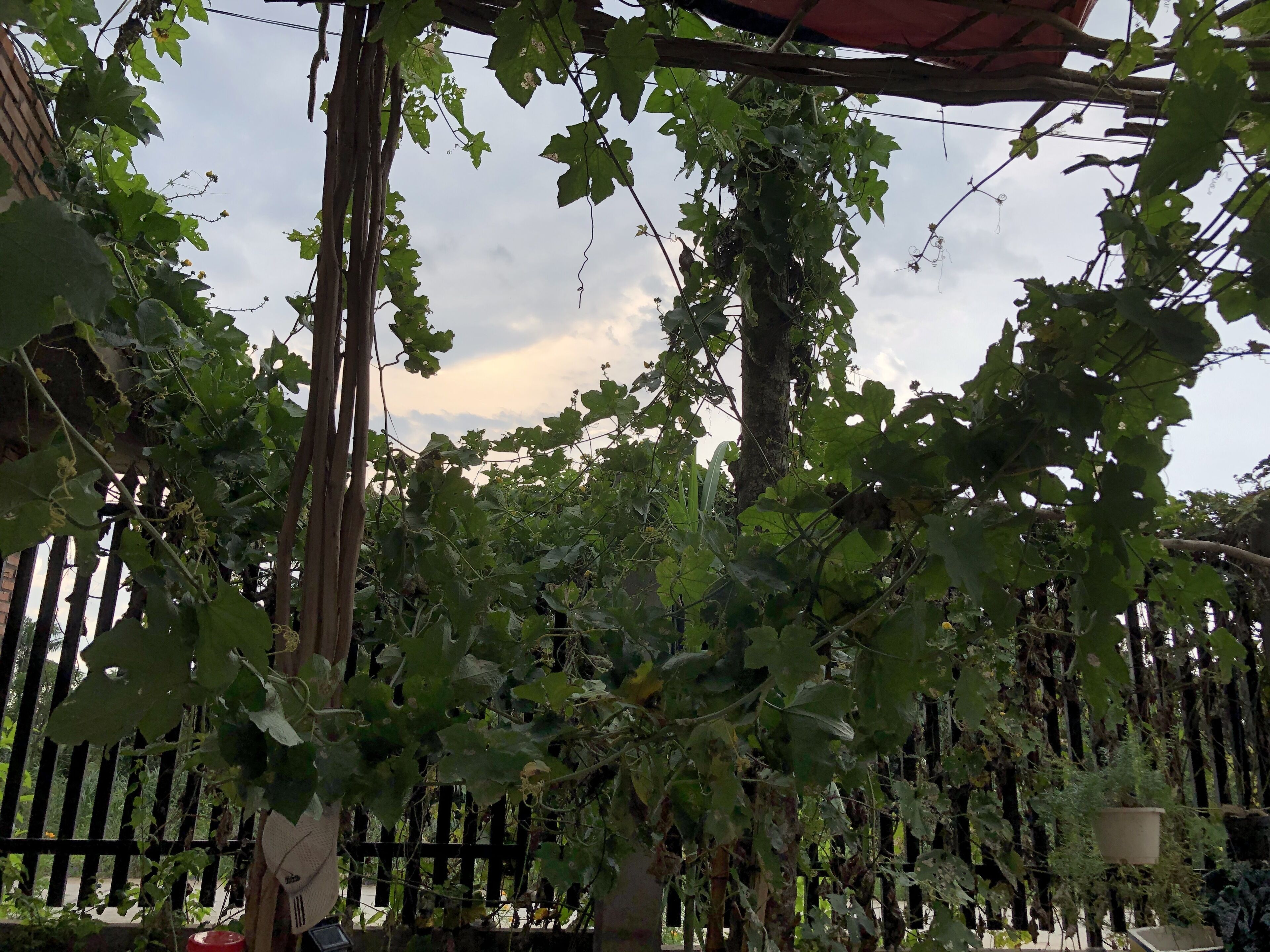 Een tuin met een houten omheining, klimplanten en een pergola.